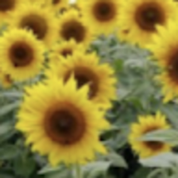 Meet your Posher, Race - Picture 1 of 1